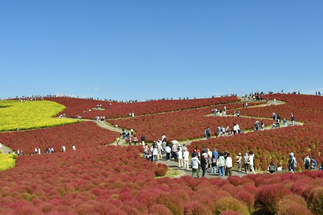國營常陸海濱公園4萬株掃帚草紅葉最盛 賞期高峰到10月20日
