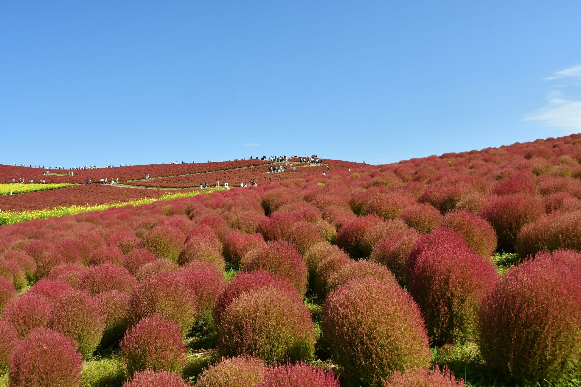 國營常陸海濱公園4萬株掃帚草紅葉最盛 賞期高峰到10月20日