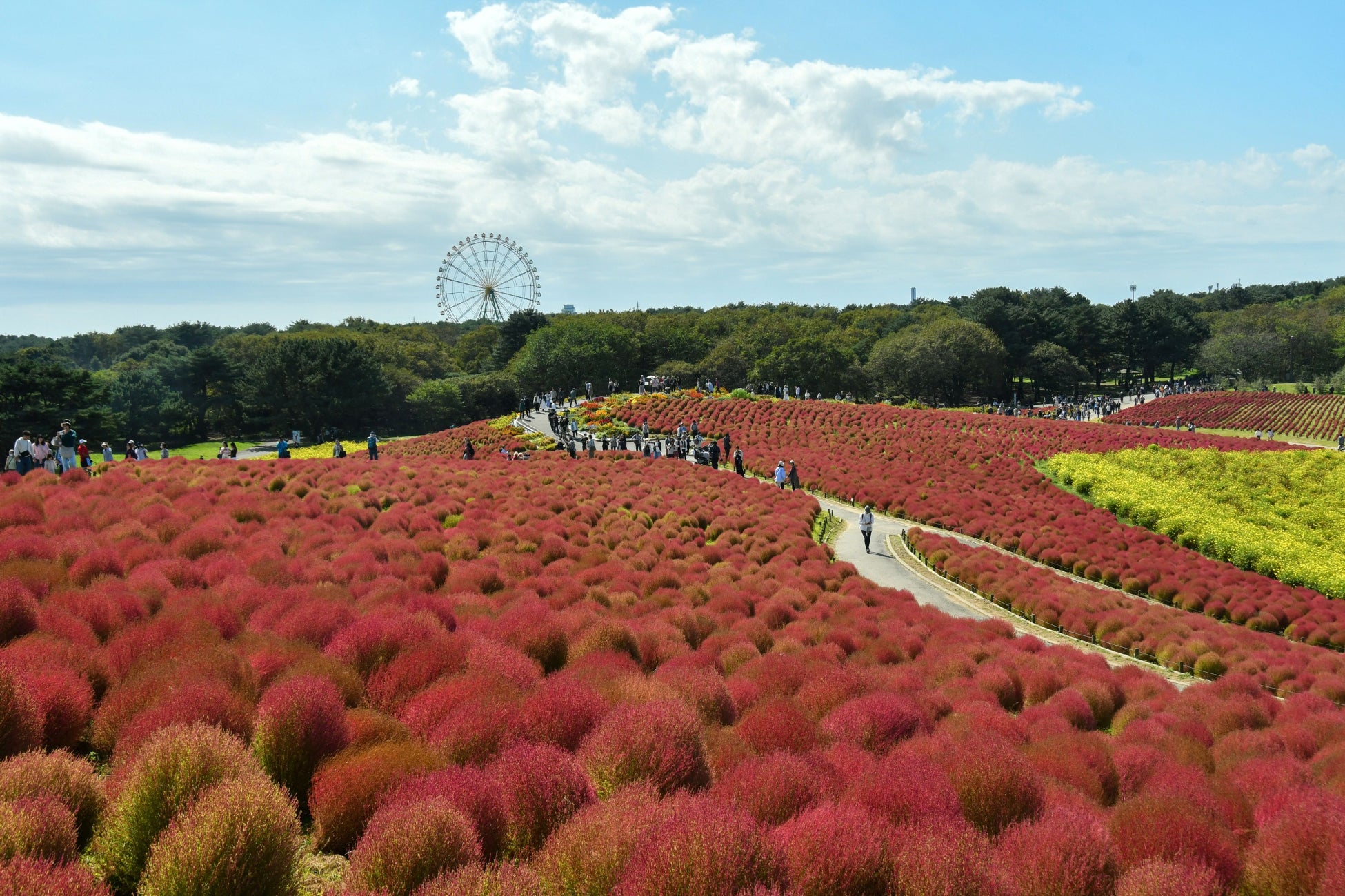 國營常陸海濱公園4萬株掃帚草紅葉最盛 賞期高峰到10月20日