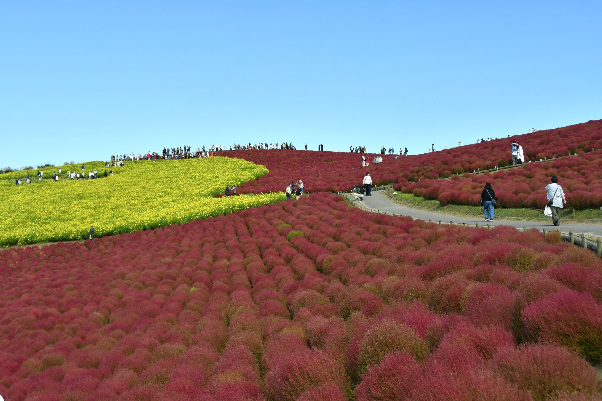 國營常陸海濱公園4萬株掃帚草紅葉最盛 賞期高峰到10月20日