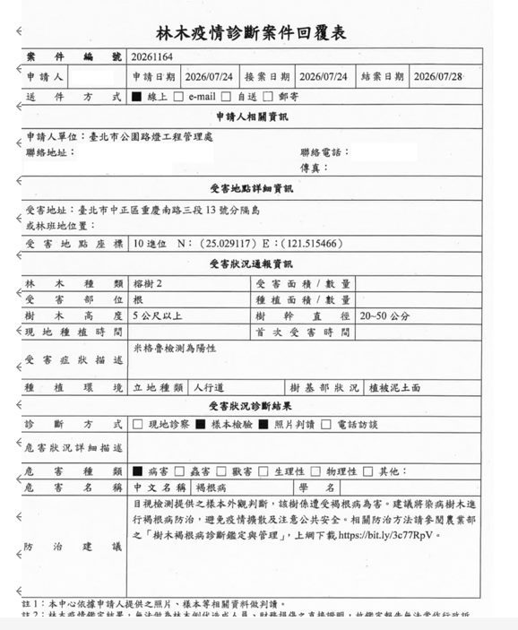 重慶南路榕樹感染褐根病 無預警傾斜 公園處緊急邀專家現場確認 依建議於今(10/14)日完成移除