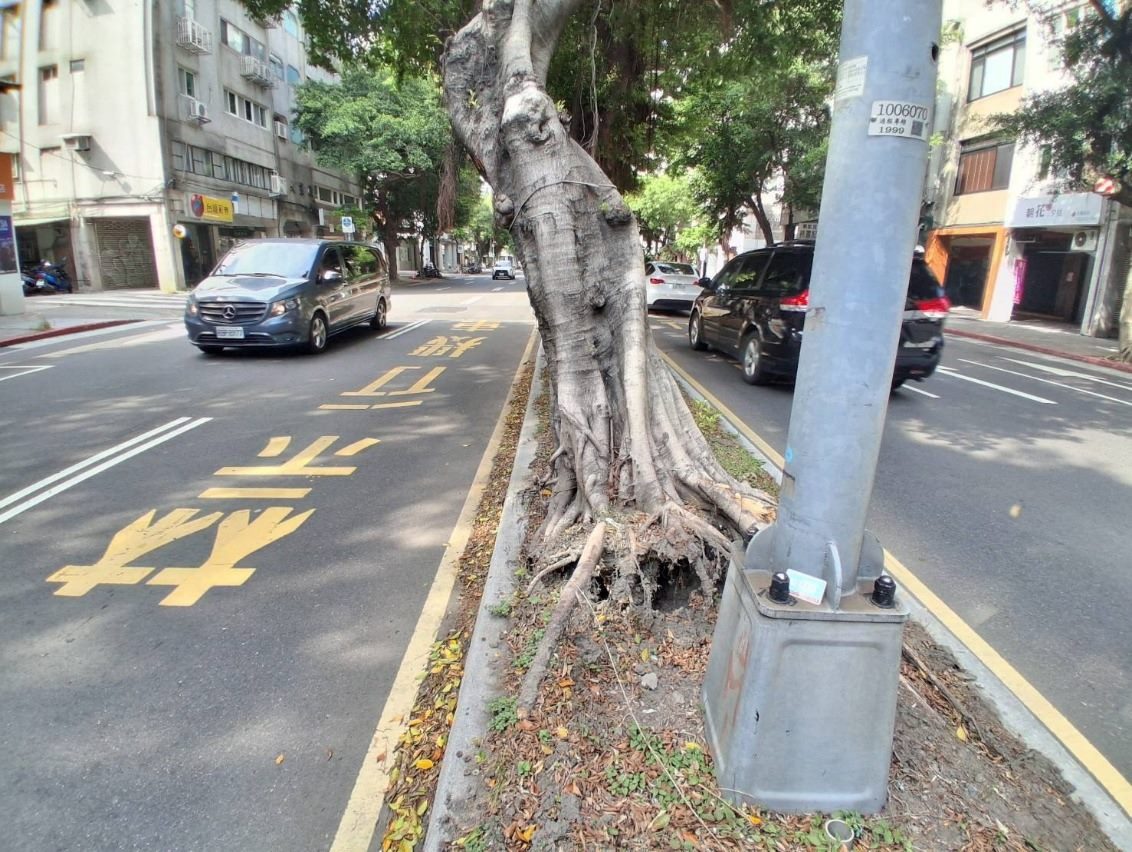 重慶南路榕樹感染褐根病 無預警傾斜 公園處緊急邀專家現場確認 依建議於今(10/14)日完成移除