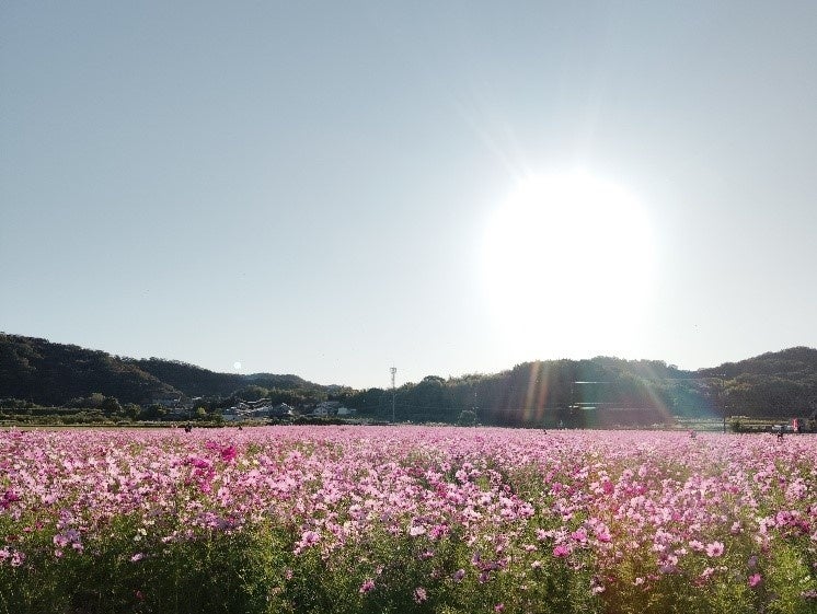 兵庫加古川梯田大波斯菊祭 10月週末4天免費入場 還能挖地瓜