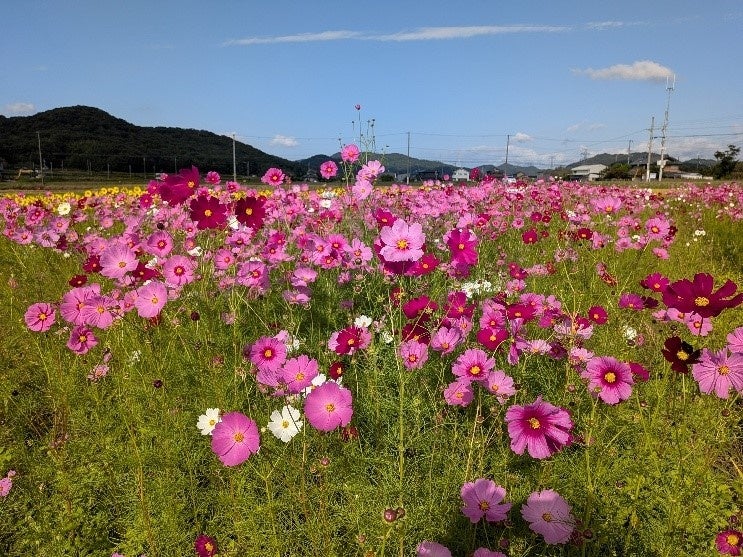 兵庫加古川梯田大波斯菊祭 10月週末4天免費入場 還能挖地瓜