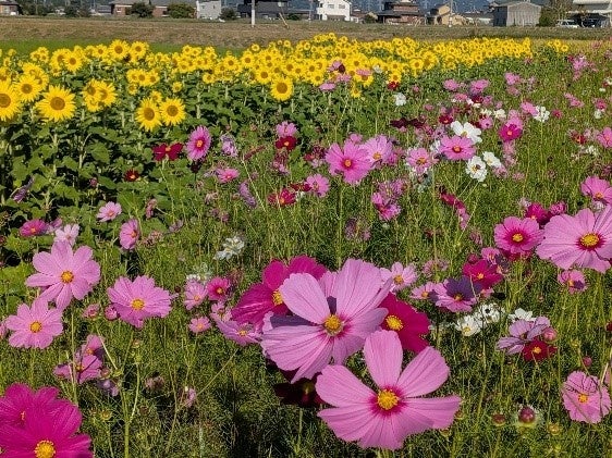 兵庫加古川梯田大波斯菊祭 10月週末4天免費入場 還能挖地瓜