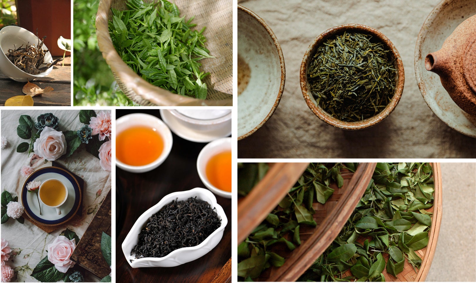 埼玉所澤「喫茶來」茶祭10月31日起4天 45家茶店集結、可當日本茶評審