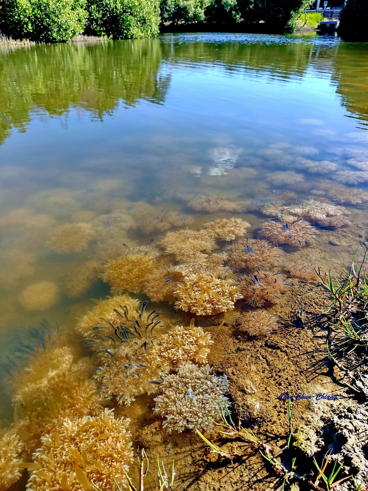 林園海洋濕地公園落實向海致敬   打造潔淨海岸生態廊道