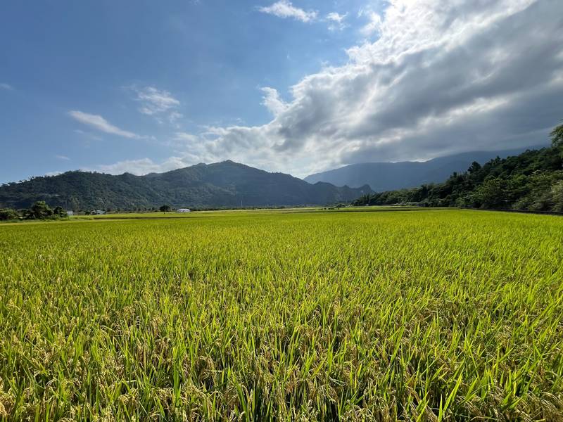 延續縣有耕地放領成果 臺東縣持續推動國有耕地放領作業 卑南鄉44筆土地20日公告