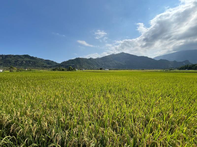 延續縣有耕地放領成果 臺東縣持續推動國有耕地放領作業 卑南鄉44筆土地20日公告