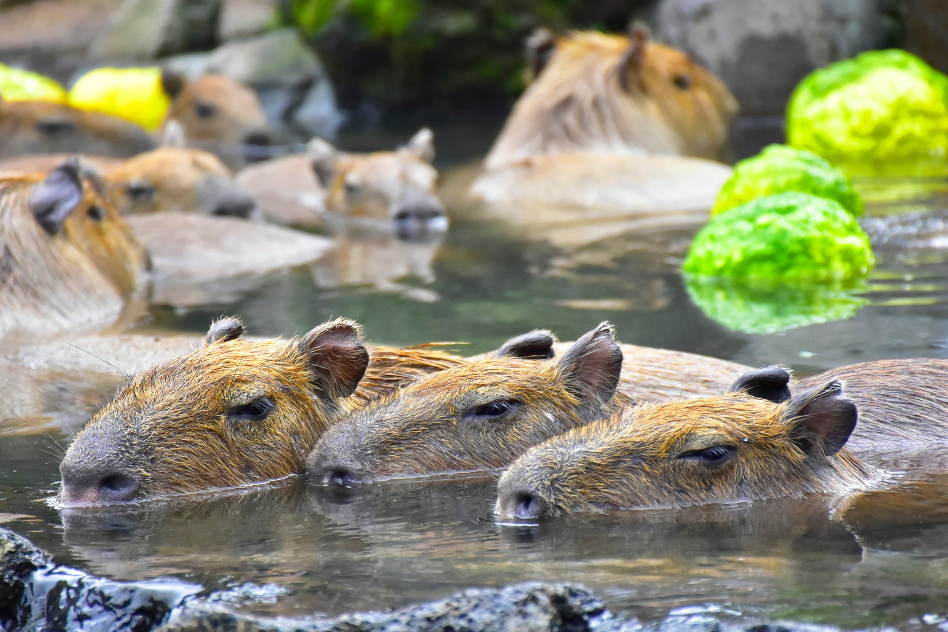 伊豆仙人掌動物公園「元祖水豚露天風呂」11月21日開湯 柚子湯迎30周年