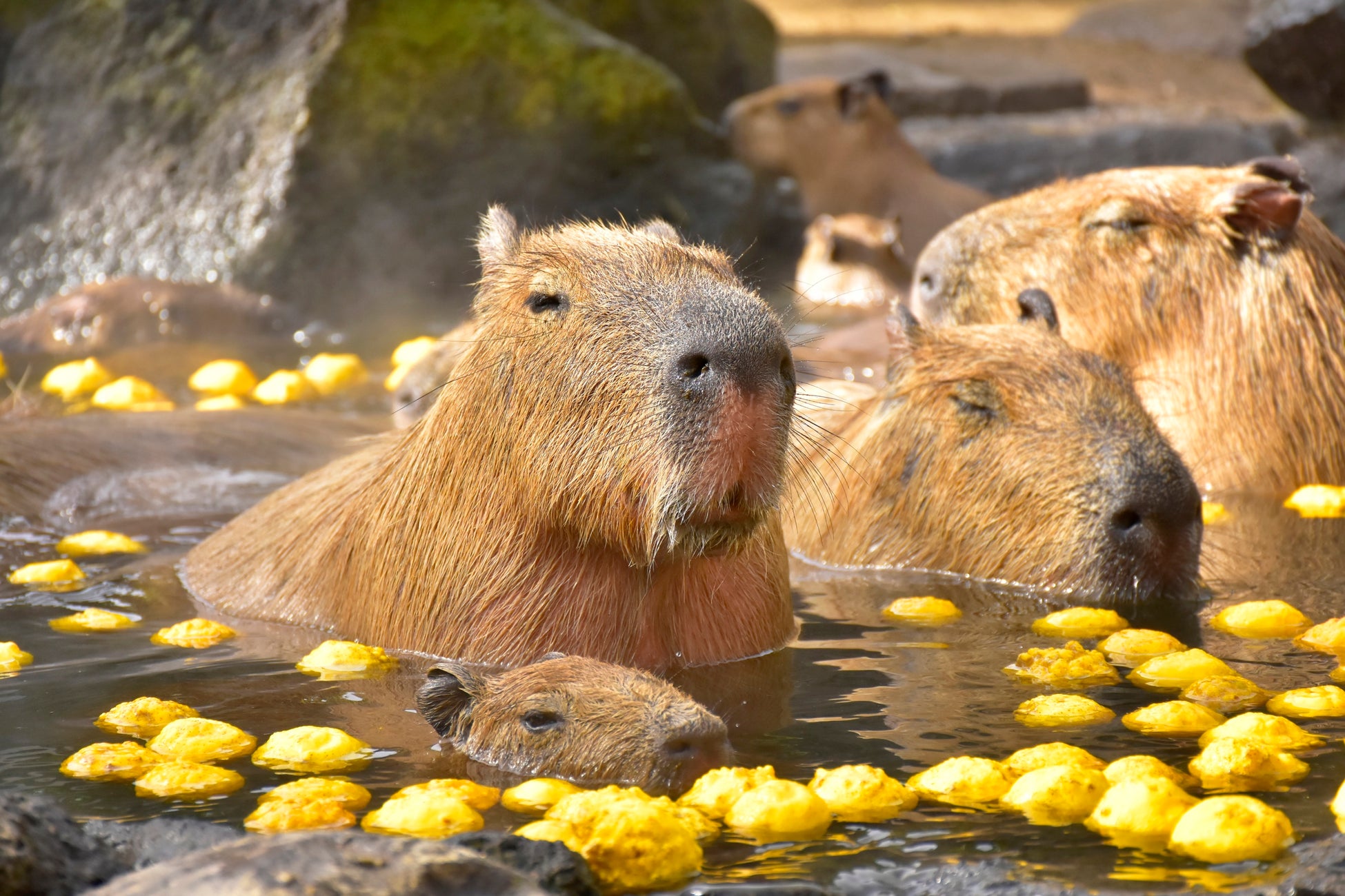 伊豆仙人掌動物公園「元祖水豚露天風呂」11月21日開湯 柚子湯迎30周年
