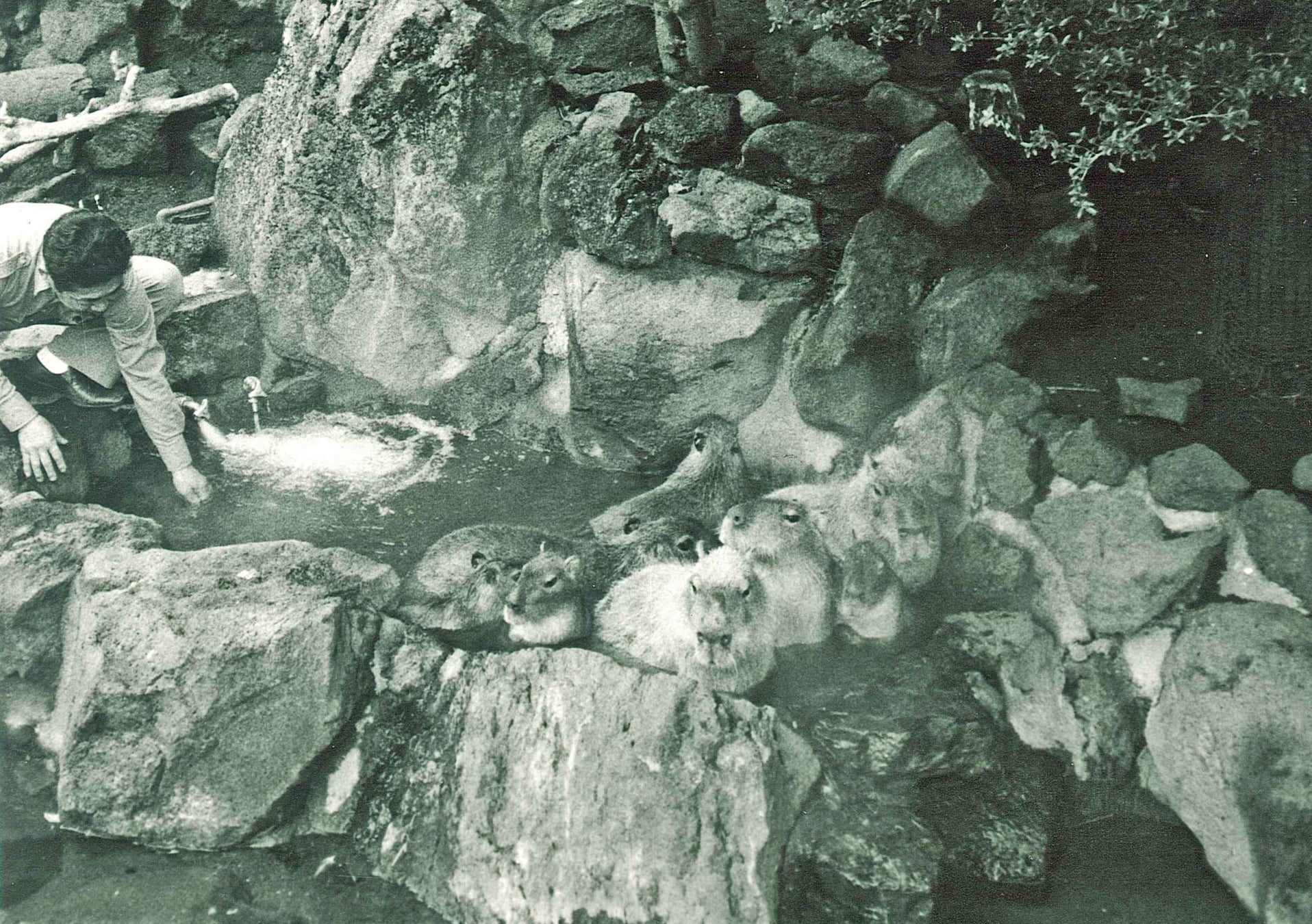 伊豆仙人掌動物公園「元祖水豚露天風呂」11月21日開湯 柚子湯迎30周年