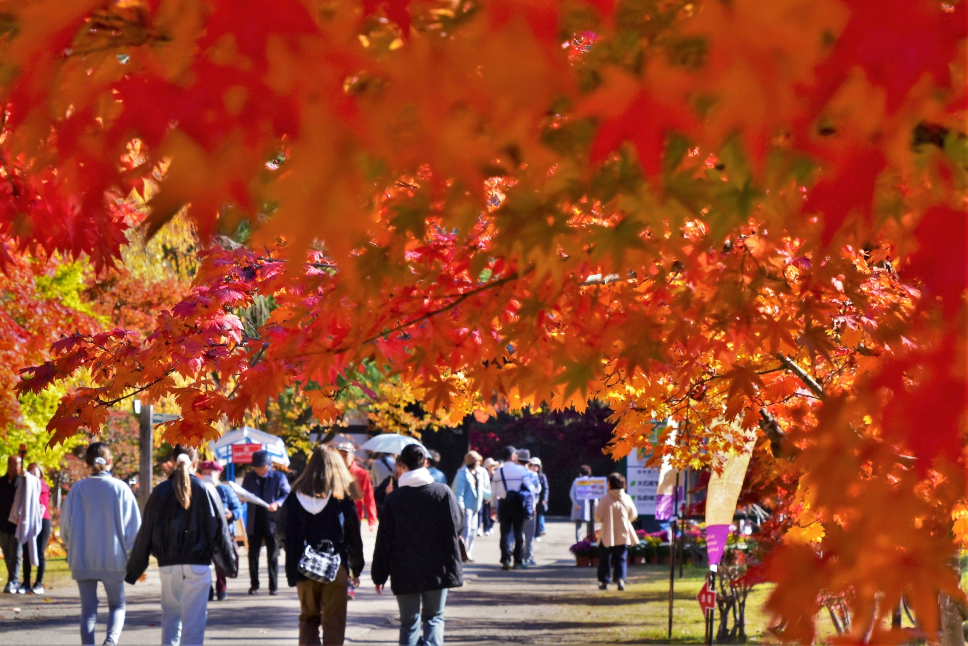 青森「弘前城菊與紅葉祭」10月30日開幕　四神系列花藝「金秋白虎」、夜間竹燈與賞楓遊船