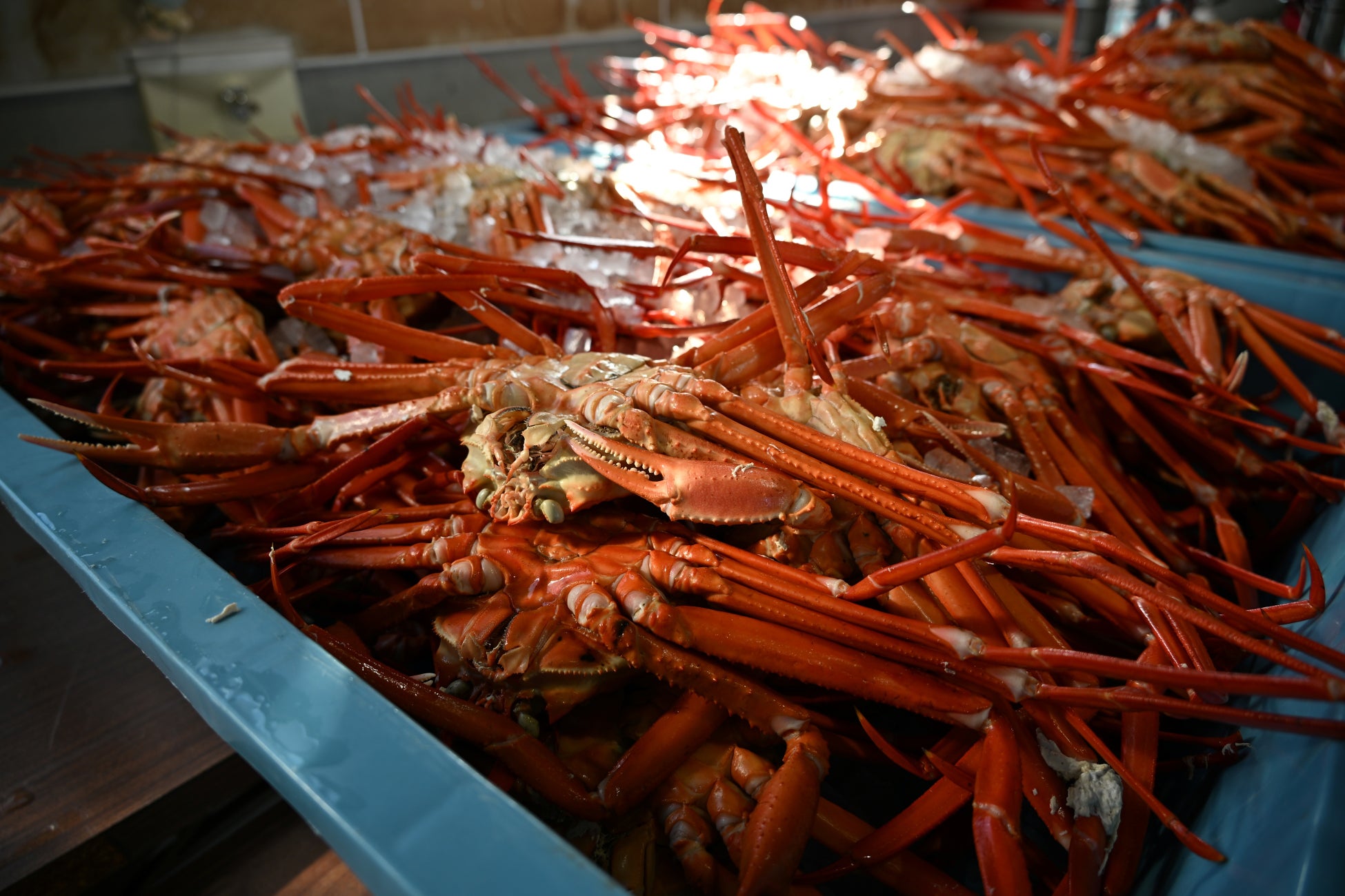 富山「魚津蟹大騷動」11月14、15日登場 整隻紅楚蟹4,000日圓、增至300隻須預約
