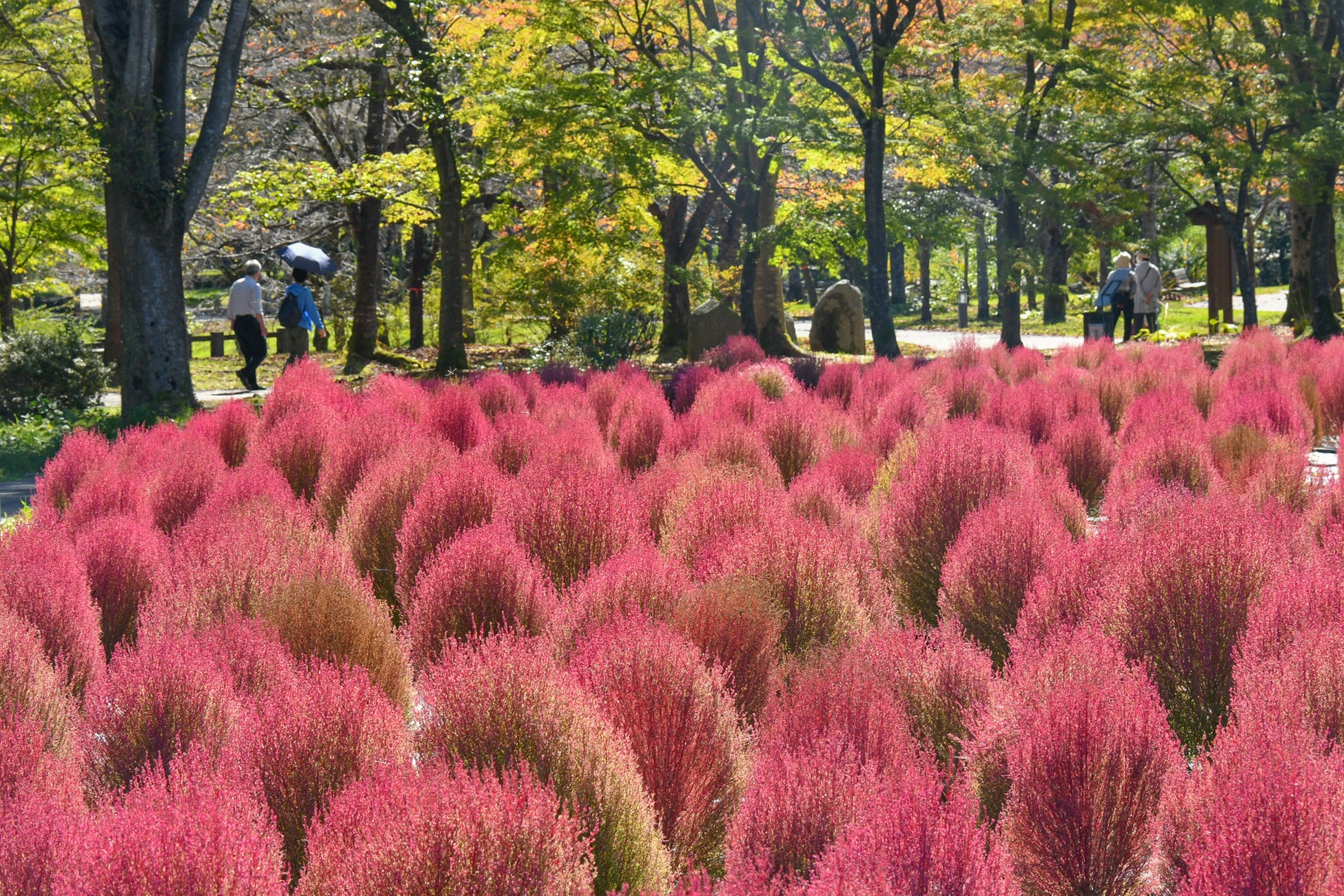 宮城國營陸奧杜之湖畔公園7,000株掃帚草轉紅 最佳觀賞期再延1週至10天
