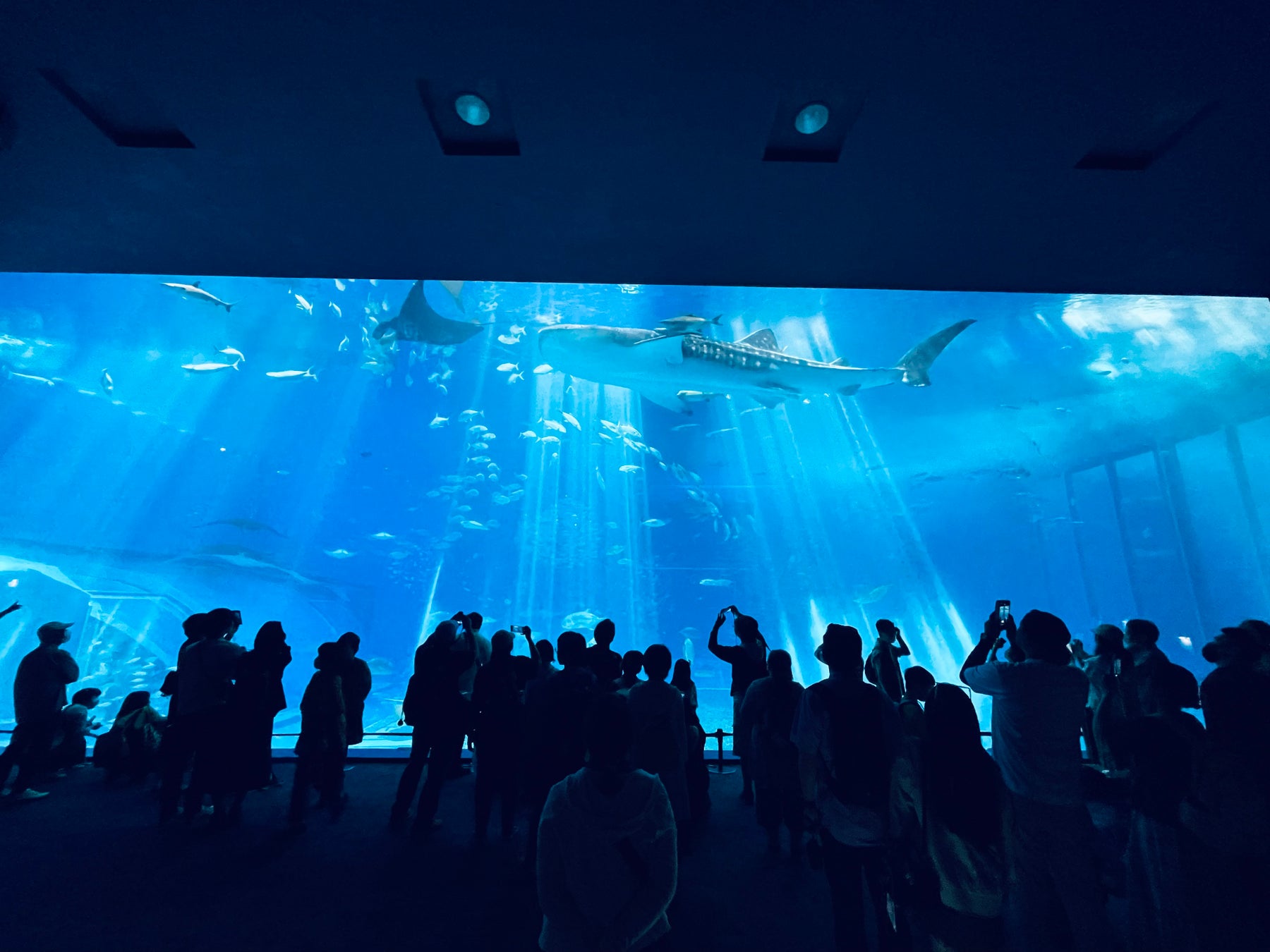 沖繩美麗海水族館11月1日開館24周年 前2,400名入館者送2027年原創月曆