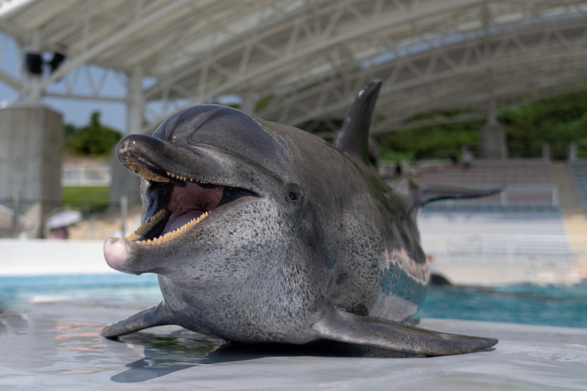 沖繩美麗海水族館11月1日開館24周年 前2,400名入館者送2027年原創月曆