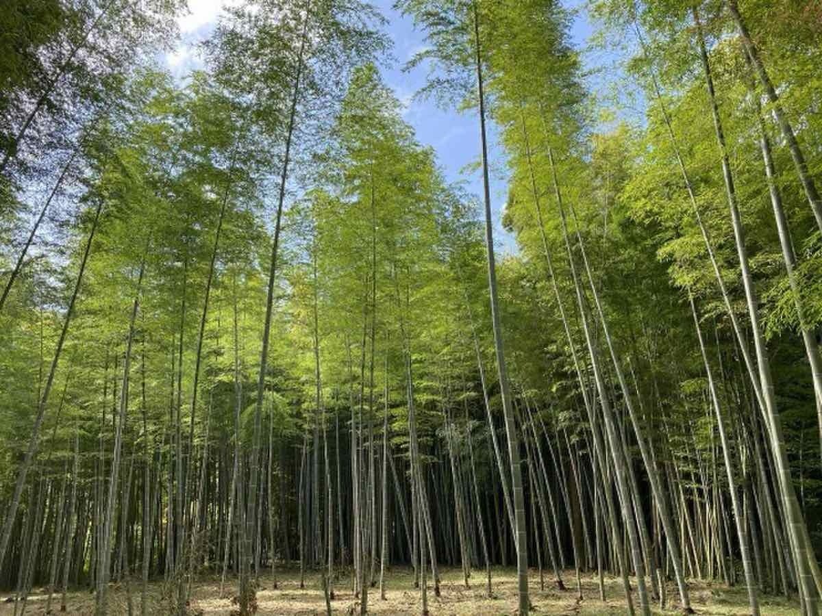 千葉勝浦竹林露營場「BAMBOO BASE KATSUURA」10月17日重新開幕 1,000平方公尺每日包場1組