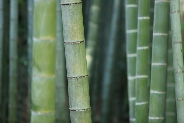 千葉勝浦竹林露營場「BAMBOO BASE KATSUURA」10月17日重新開幕 1,000平方公尺每日包場1組