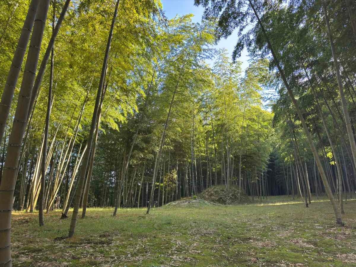 千葉勝浦竹林露營場「BAMBOO BASE KATSUURA」10月17日重新開幕 1,000平方公尺每日包場1組