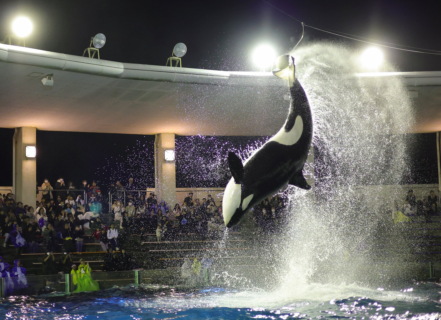 鴨川海洋世界閉館後夜間虎鯨秀「Special Night with Orca」 12月至2月共27天、每人1,000日圓