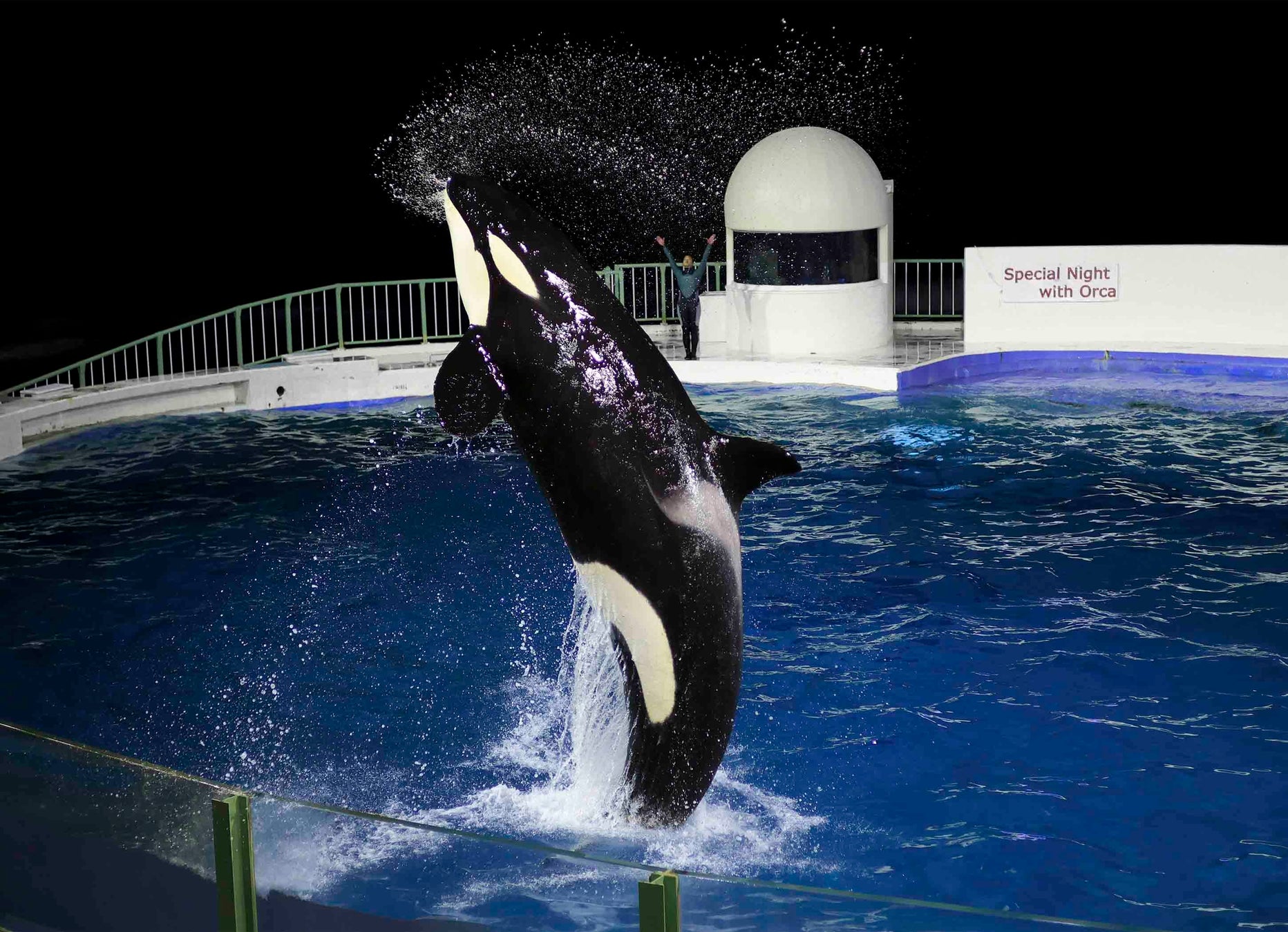 鴨川海洋世界閉館後夜間虎鯨秀「Special Night with Orca」 12月至2月共27天、每人1,000日圓
