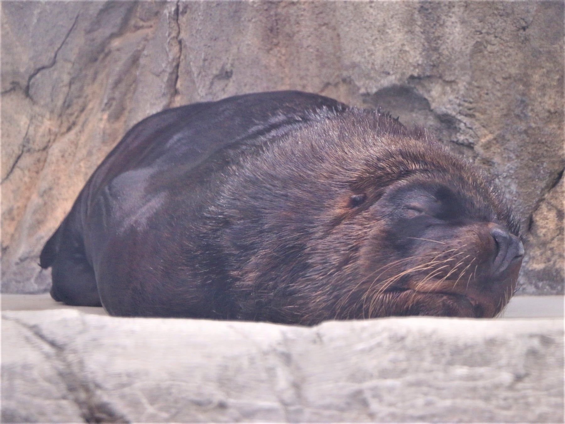 仙台海之杜水族館首辦「夜間解謎水族館」 11月14日、22日閉館後登場