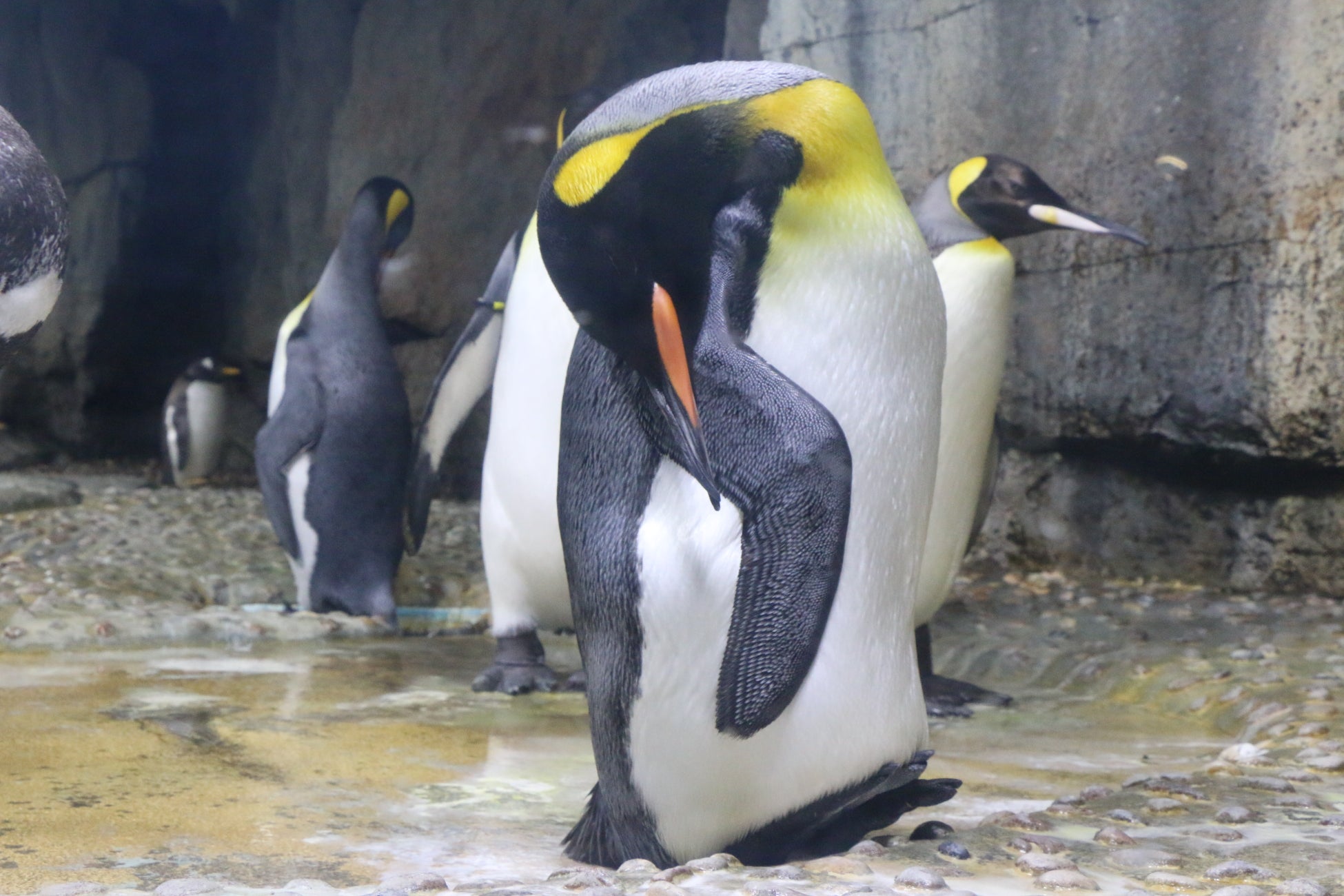 仙台海之杜水族館首辦「夜間解謎水族館」 11月14日、22日閉館後登場