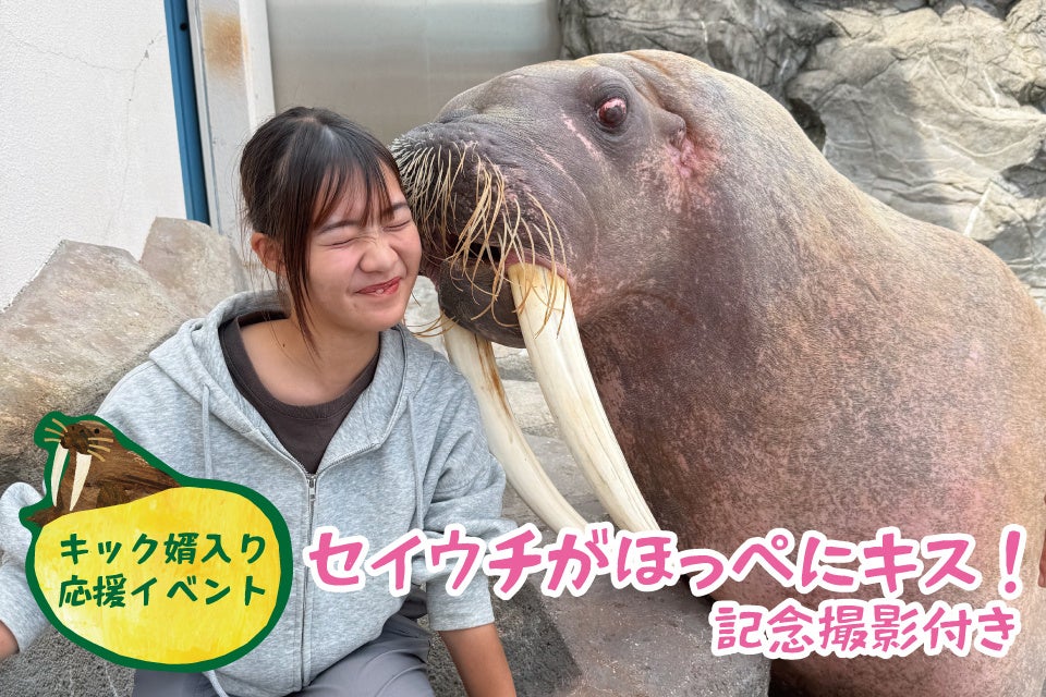 愛知南知多海灘樂園海象「Kick」將入贅大分　11月15日前辦送行活動、親臉頰體驗