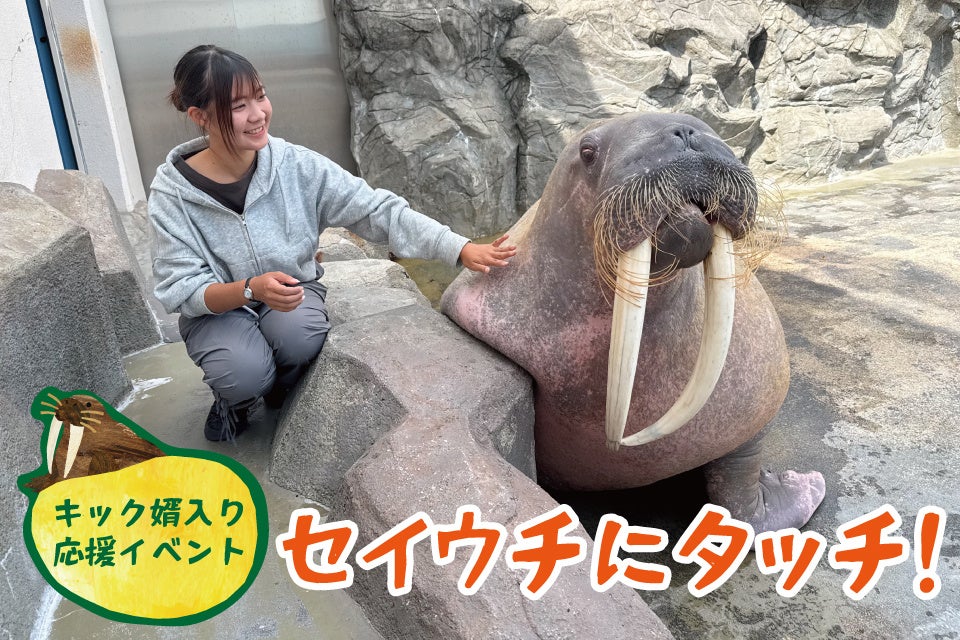 愛知南知多海灘樂園海象「Kick」將入贅大分　11月15日前辦送行活動、親臉頰體驗