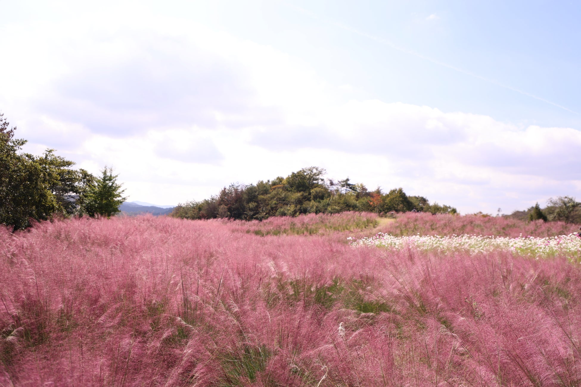 廣島世羅高原花之森粉紅亂子草正盛開　「花笑之丘」攝影比賽至11月15日