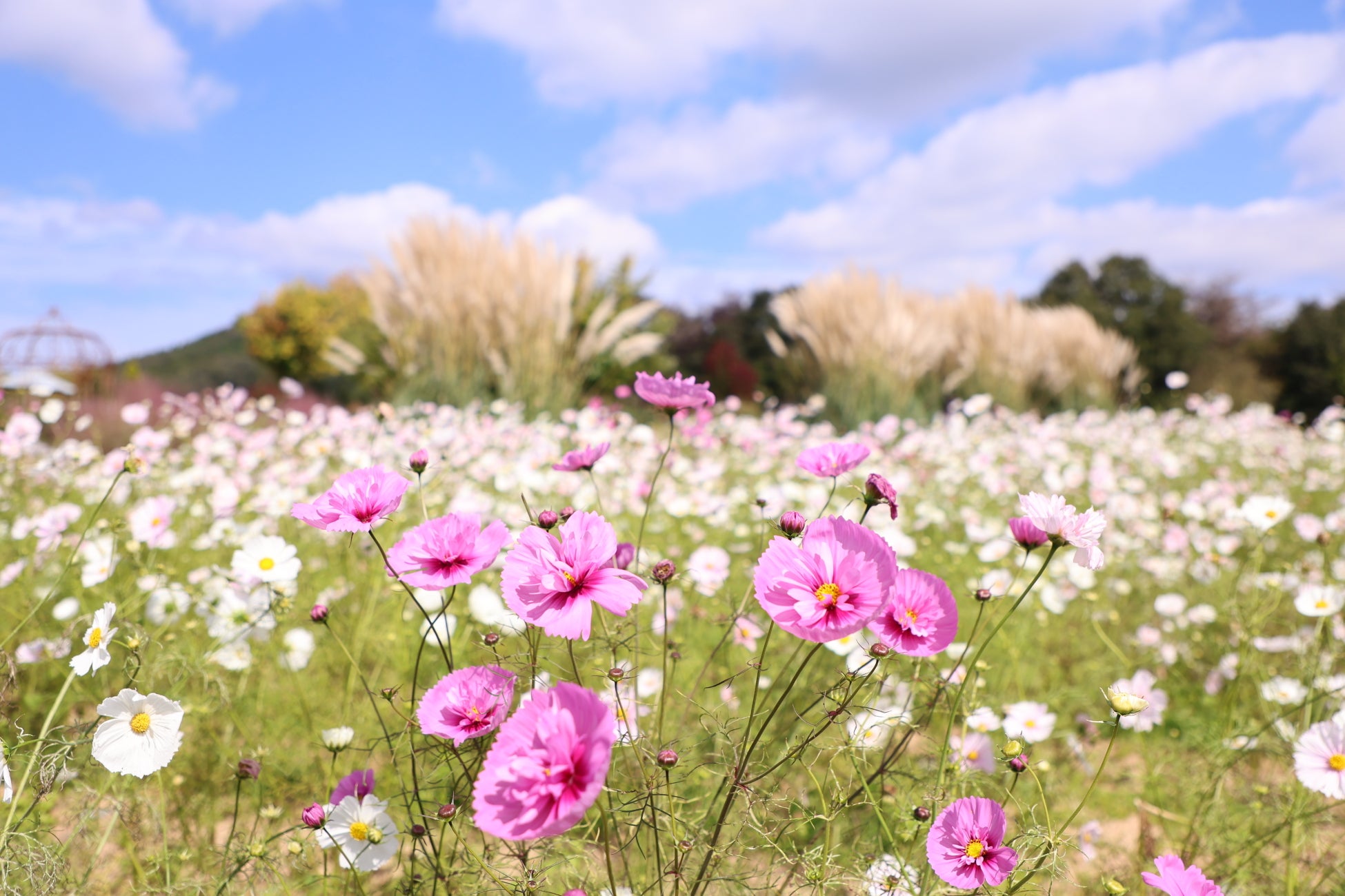 廣島世羅高原花之森粉紅亂子草正盛開　「花笑之丘」攝影比賽至11月15日