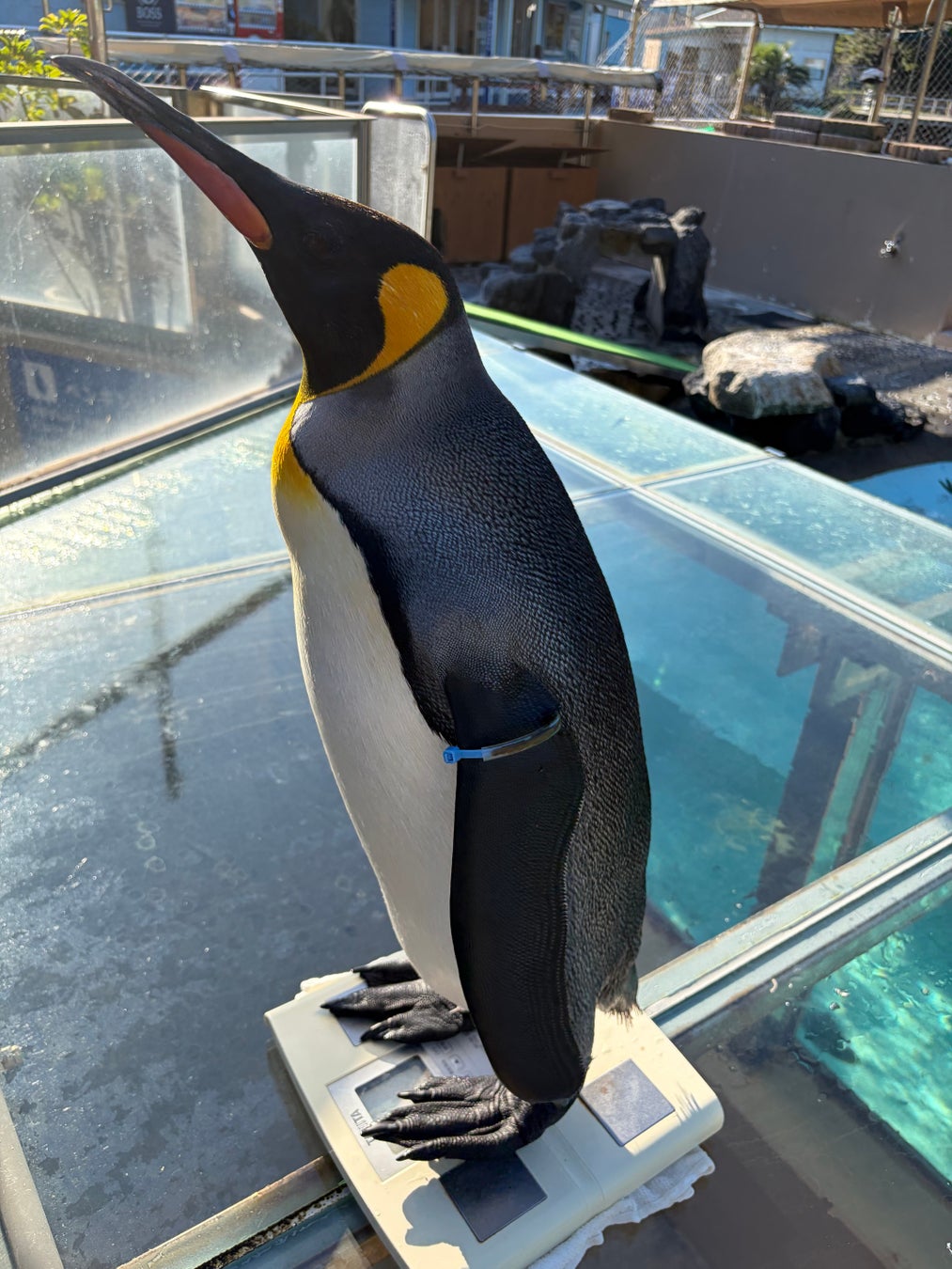 伊豆下田海中水族館11月1日公開國王企鵝量體重　計量紀念日限定