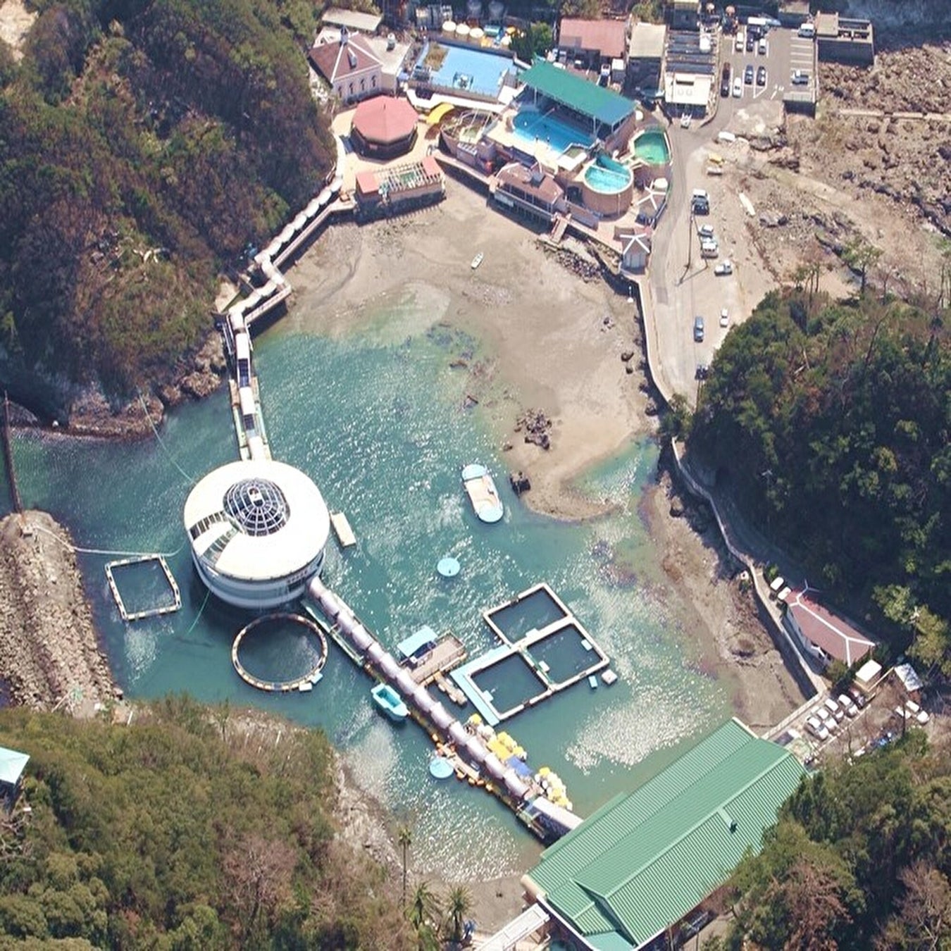 伊豆下田海中水族館11月1日公開國王企鵝量體重　計量紀念日限定
