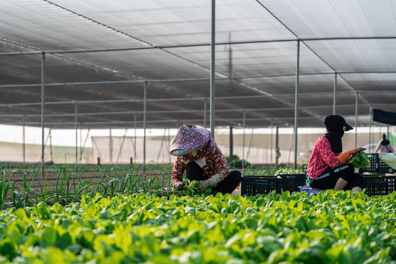 薔琵颱風22日起影響臺灣 農糧署籲請農友注意安全及加強防範措施