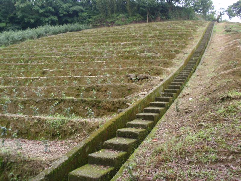 薔琵颱風來襲 茶改場籲請落實防颱措施以降低農業災損