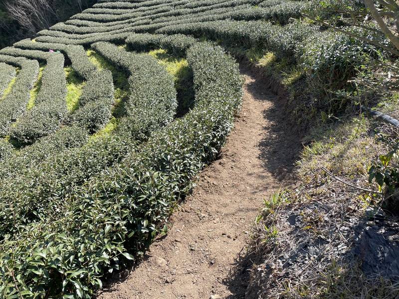 薔琵颱風來襲 茶改場籲請落實防颱措施以降低農業災損