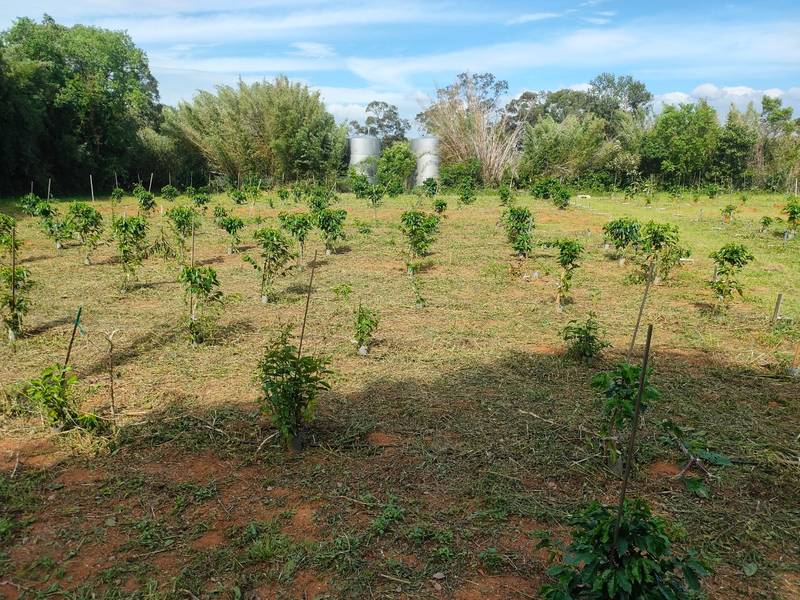 薔琵颱風來襲 茶改場籲請落實防颱措施以降低農業災損