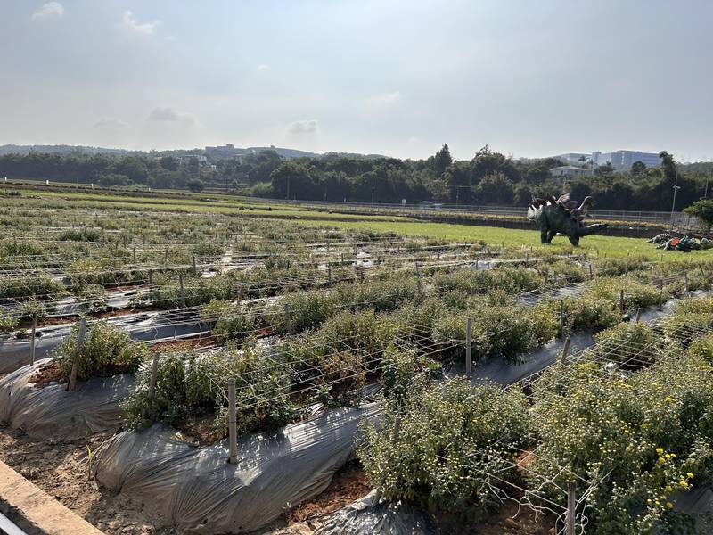 薔琵颱風來襲 茶改場籲請落實防颱措施以降低農業災損