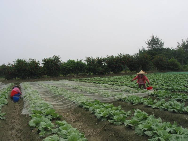 強烈颱風薔琵來襲 台中農改場籲農友提前防颱