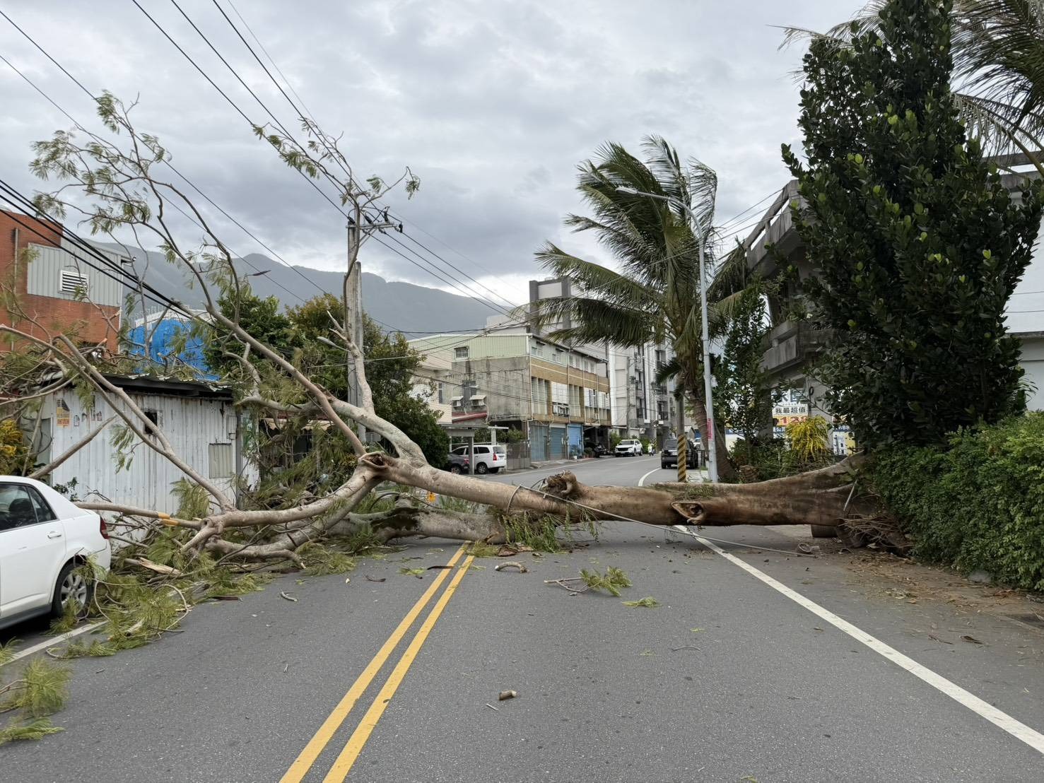 新城鄉嘉里三街路樹倒塌橫躺道路