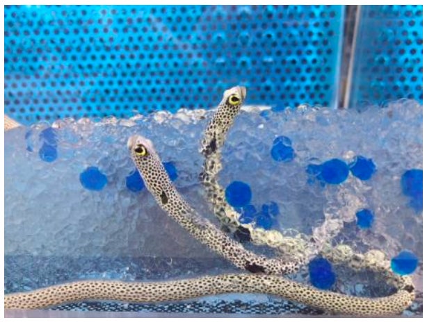 仙台海之杜水族館花園鰻日活動 10月31日起透明水槽看全身,11月11日限11人後台導覽