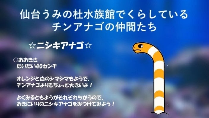 仙台海之杜水族館花園鰻日活動 10月31日起透明水槽看全身,11月11日限11人後台導覽