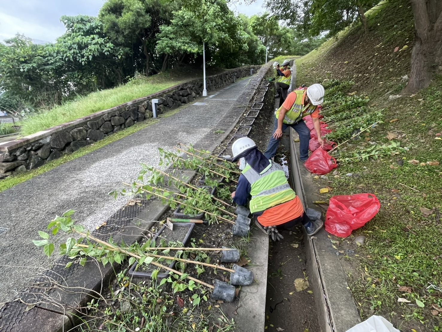 三層崎花海再添生力軍 期待炮仗花長廊迎賓