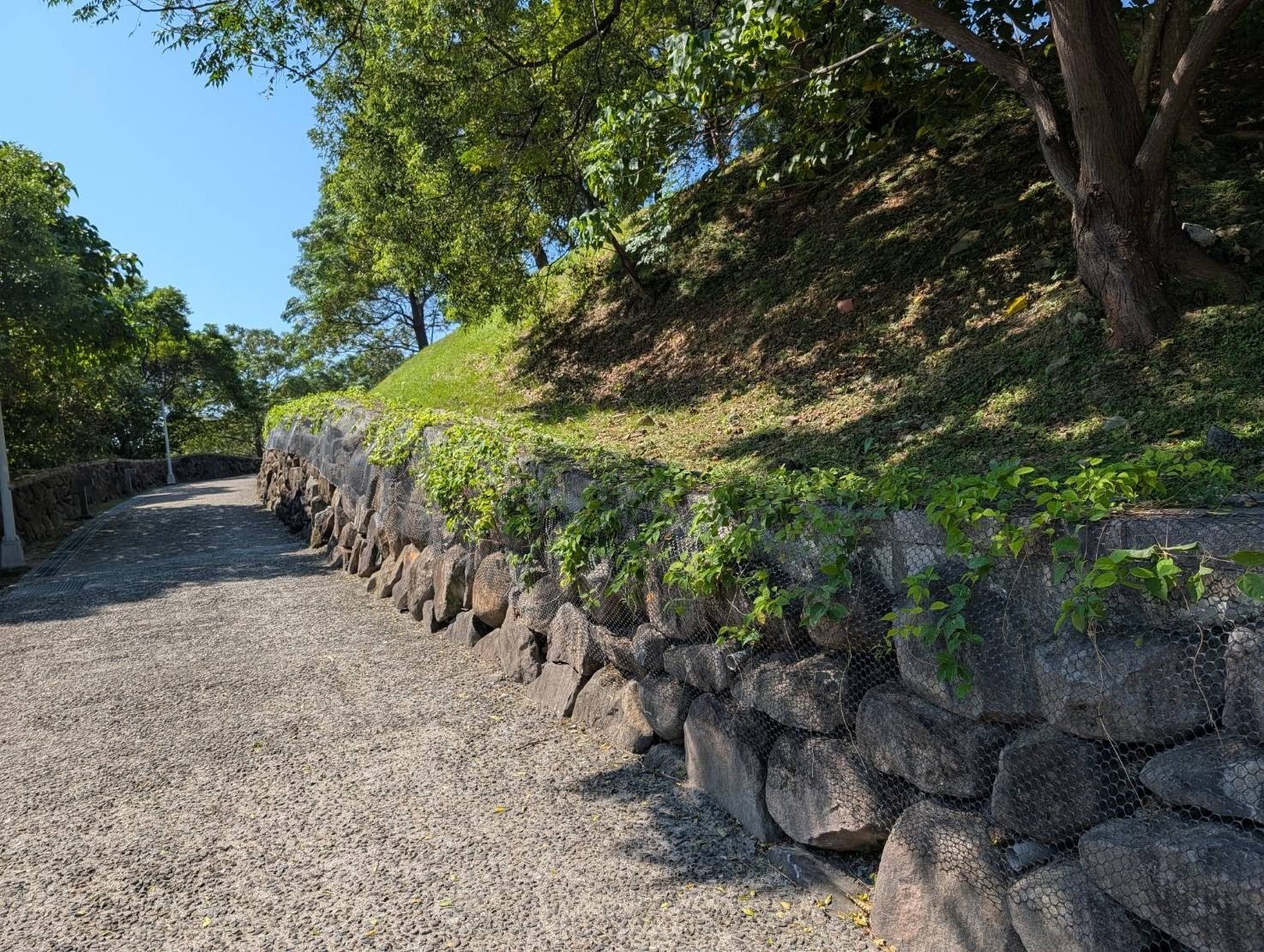 三層崎花海再添生力軍 期待炮仗花長廊迎賓