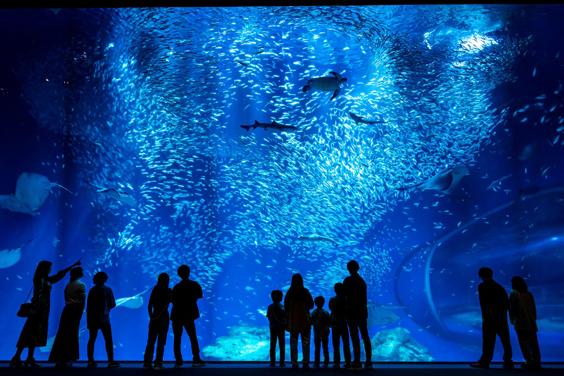 大洗水族館11月22日首辦包場夜間活動　提燈逛夜晚水族館，每組2人6,000日圓