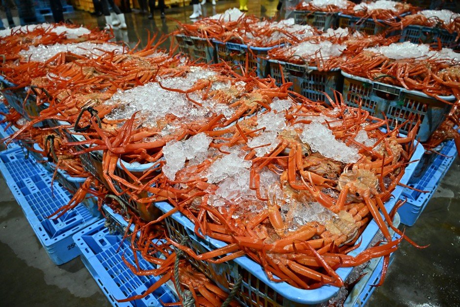 富山魚津紅松葉蟹出差大宮　10月28、29日整隻5,000日圓，鱒魚壽司與螢烏賊同場