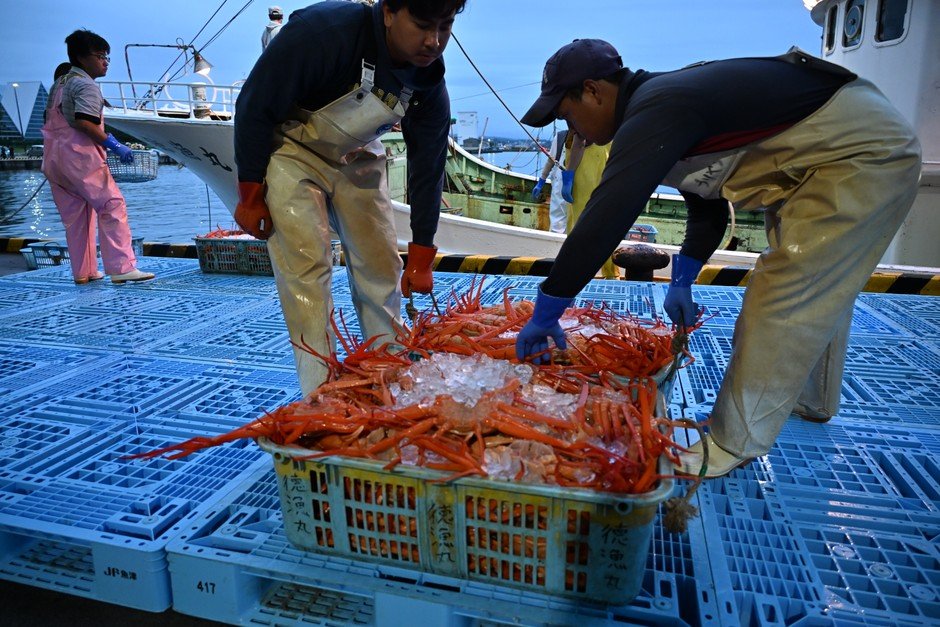 富山魚津紅松葉蟹出差大宮　10月28、29日整隻5,000日圓，鱒魚壽司與螢烏賊同場