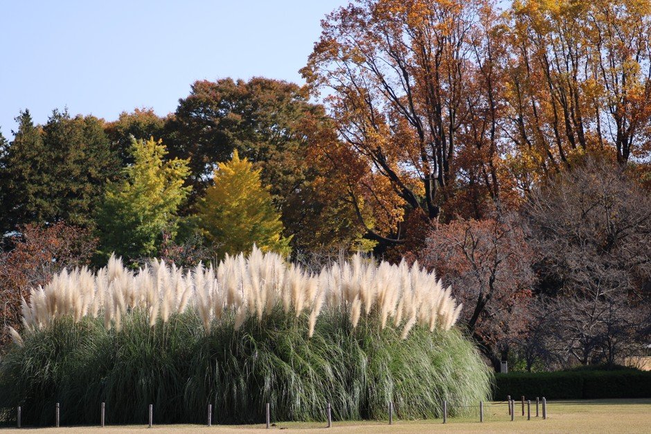 東京神代植物公園與深大寺紅葉數位集章 11月1日至12月20日,每月前200人送贈品