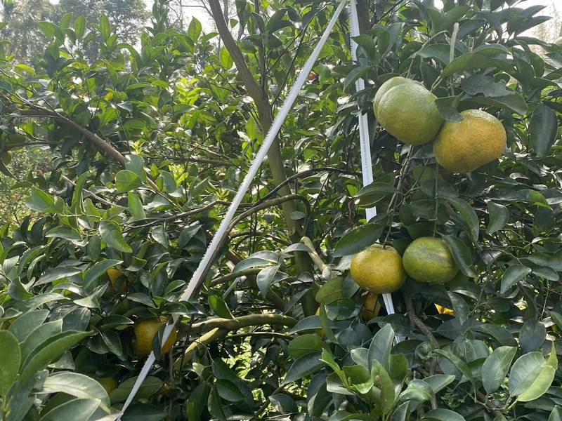 薔琵颱風來了 竹縣府籲農漁民朋友加強防範措施